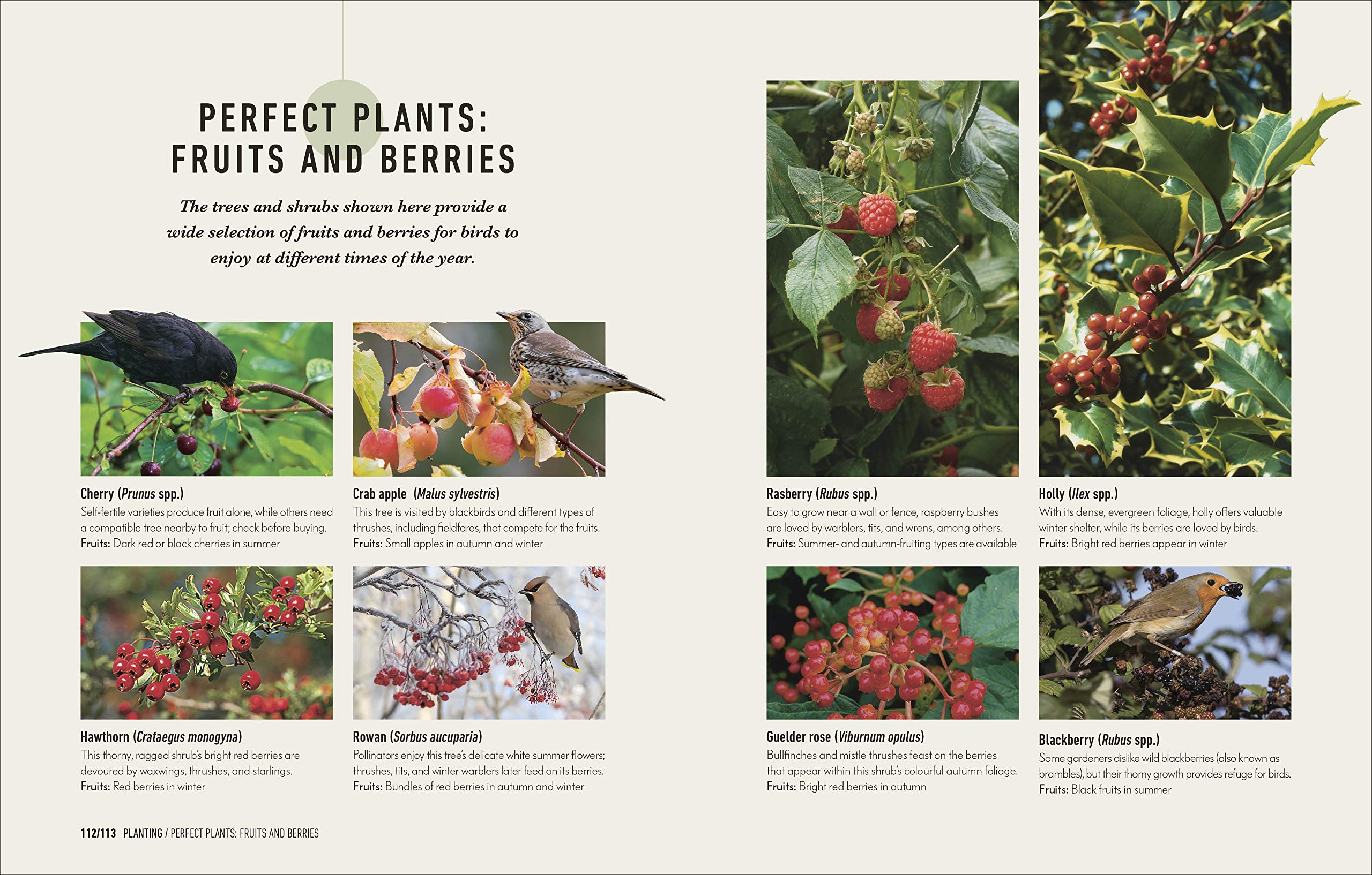 How to Attract Birds to Your Garden: Foods they like, plants they love, shelter they need