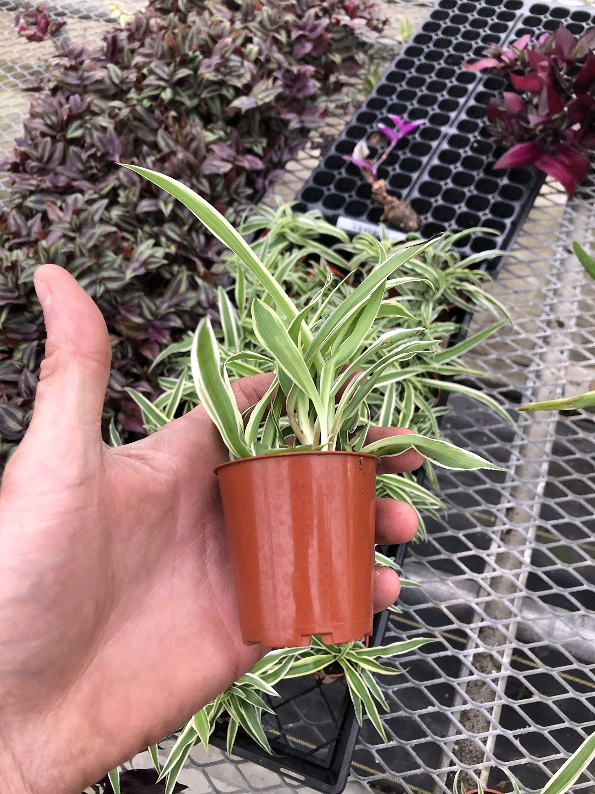 Amazon.com : 3 Pack - Spider Plant ~ Airplane Spider Plant ~ Live Plant for  Home Office Decor : Patio, Lawn & Garden