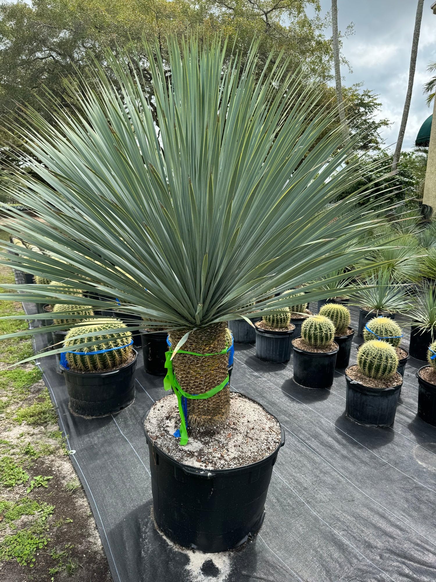 大特価奉仕品‼️Yucca Elata 地植え株 強 耐熱 耐寒 プロフ必読！⑳ 大