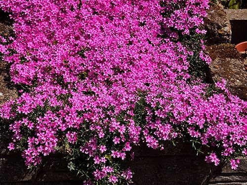 Vista 23 de Greenwood Nursery: Plantas vivas de cobertura del suelo - Bugleweed Blueberry Muffin + Ajuga Reptans - [Cantidad: 1x Maceta de Pinta]