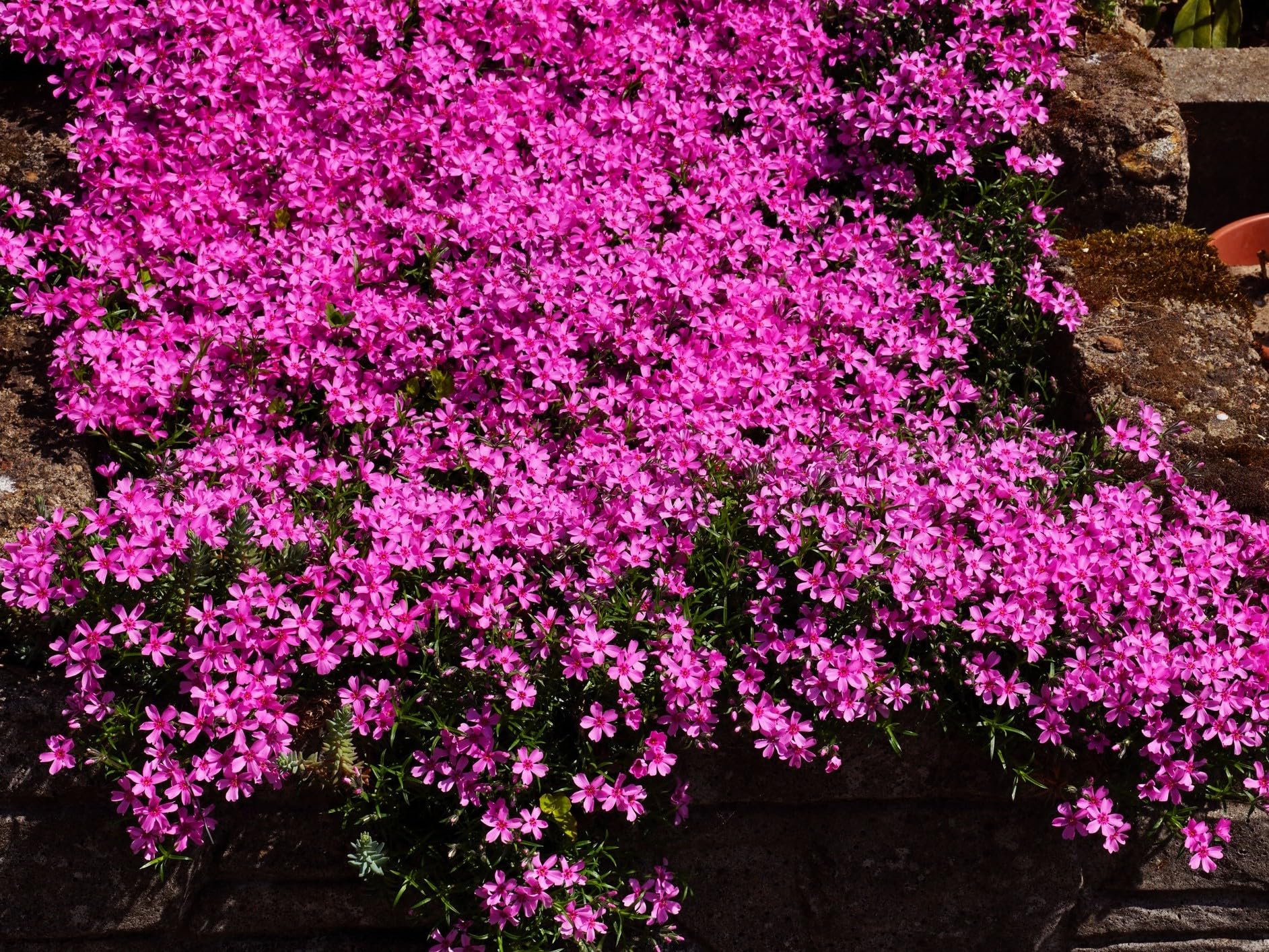 Pink Creeping Phlox