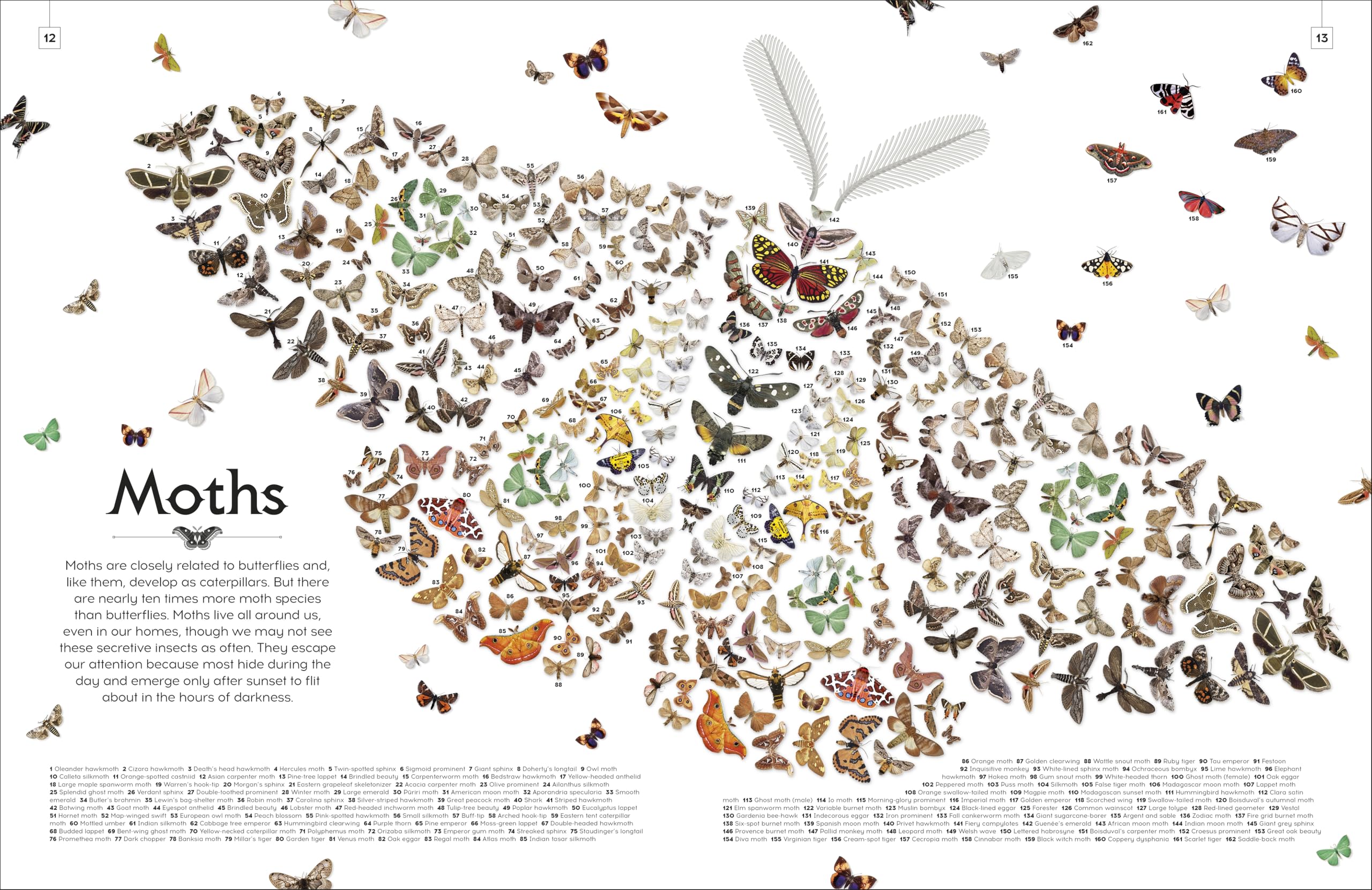 Shapes of Nature: A Big, Beautiful Book of the Natural World for Kids