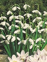 Snowdrop Galanthus (50 Flower Bulbs)