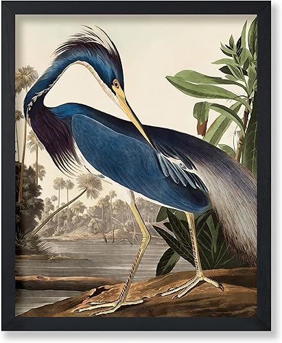 Poster Master Póster vintage de James Audubon  Impresión de garza de Luisiana  Arte de aves de América  Arte de aves  Regalo para hombres, mujeres y