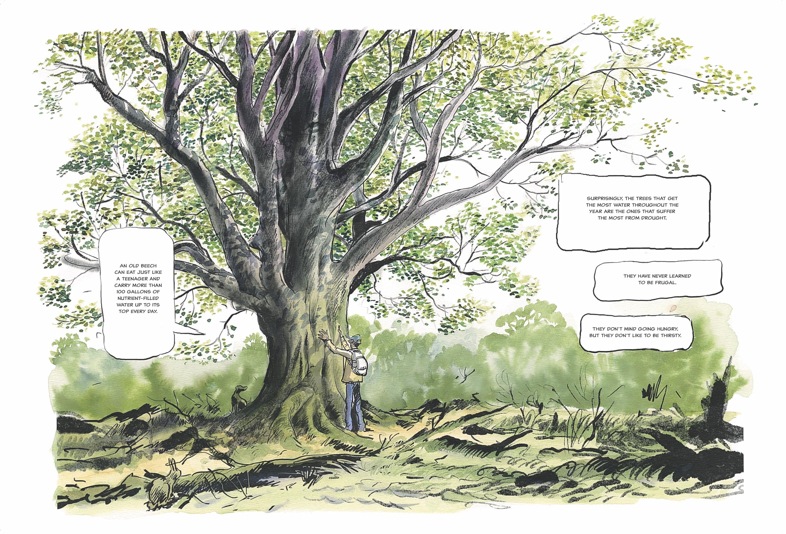 The Hidden Life of Trees: A Graphic Adaptation: (Of the International Bestseller)
