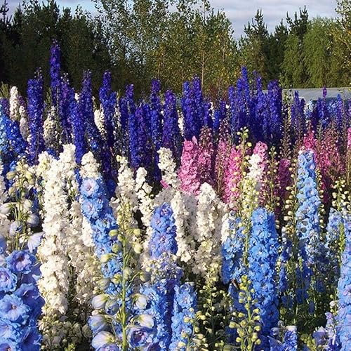 Miniatura 1 de Seeds4planting - Semillas Delphinium Giant Tall Mix - Orgánico