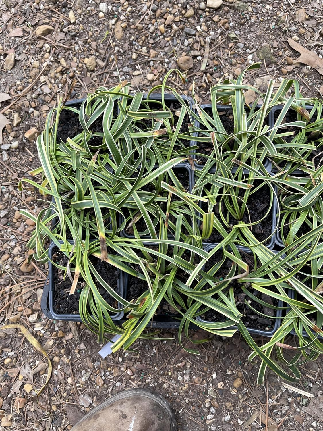 Liriope 'Variegated' Grass (liriope muscari 'variegata') Flats of Eighteen 3.5 inch pots