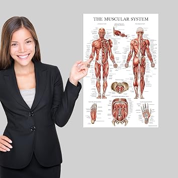 Palace Learning 4 Pack - Anatomical Poster Set - Laminated - Muscular, Skeletal, Spinal Nerves, Circulatory System - Anatomy Chart Set (LAMINATED, 18'' x 24'')