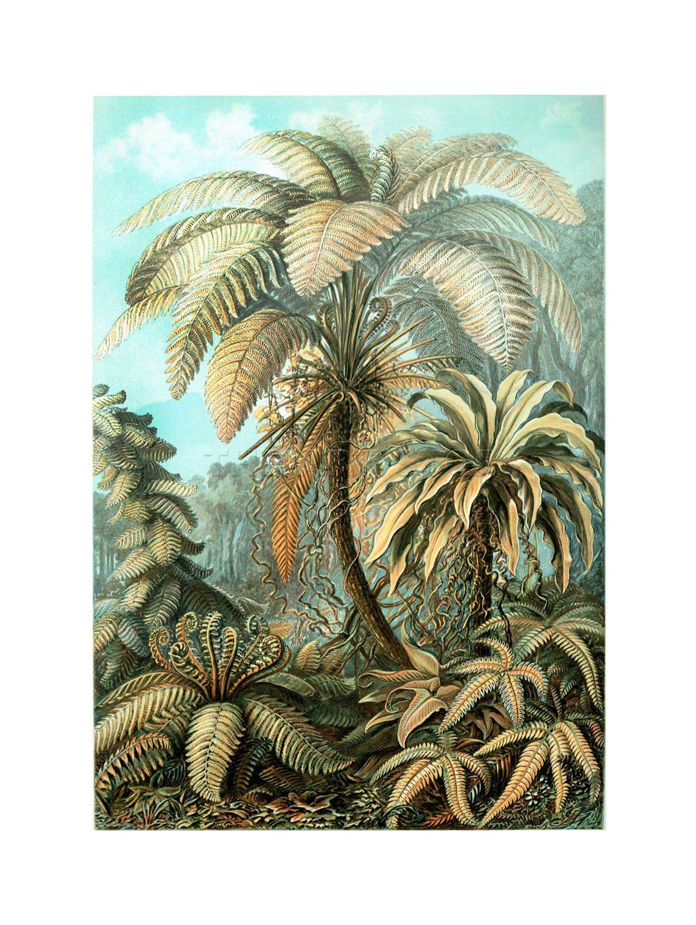 Wee Blue Coo Nature Biology Fern Ernst Haeckel Germany Framed Art Print Picture F12X605