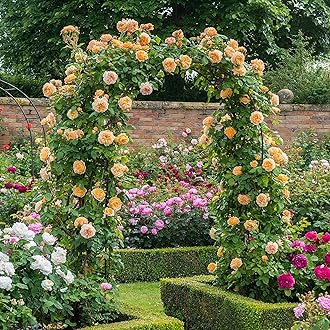 Guruji Plantation Climbing Rose Live Plant – Fast-Growing Vine Rose for Vertical Garden, Arches & Fences | Flowering Creeper Rose in Grow Bag (Yellow)