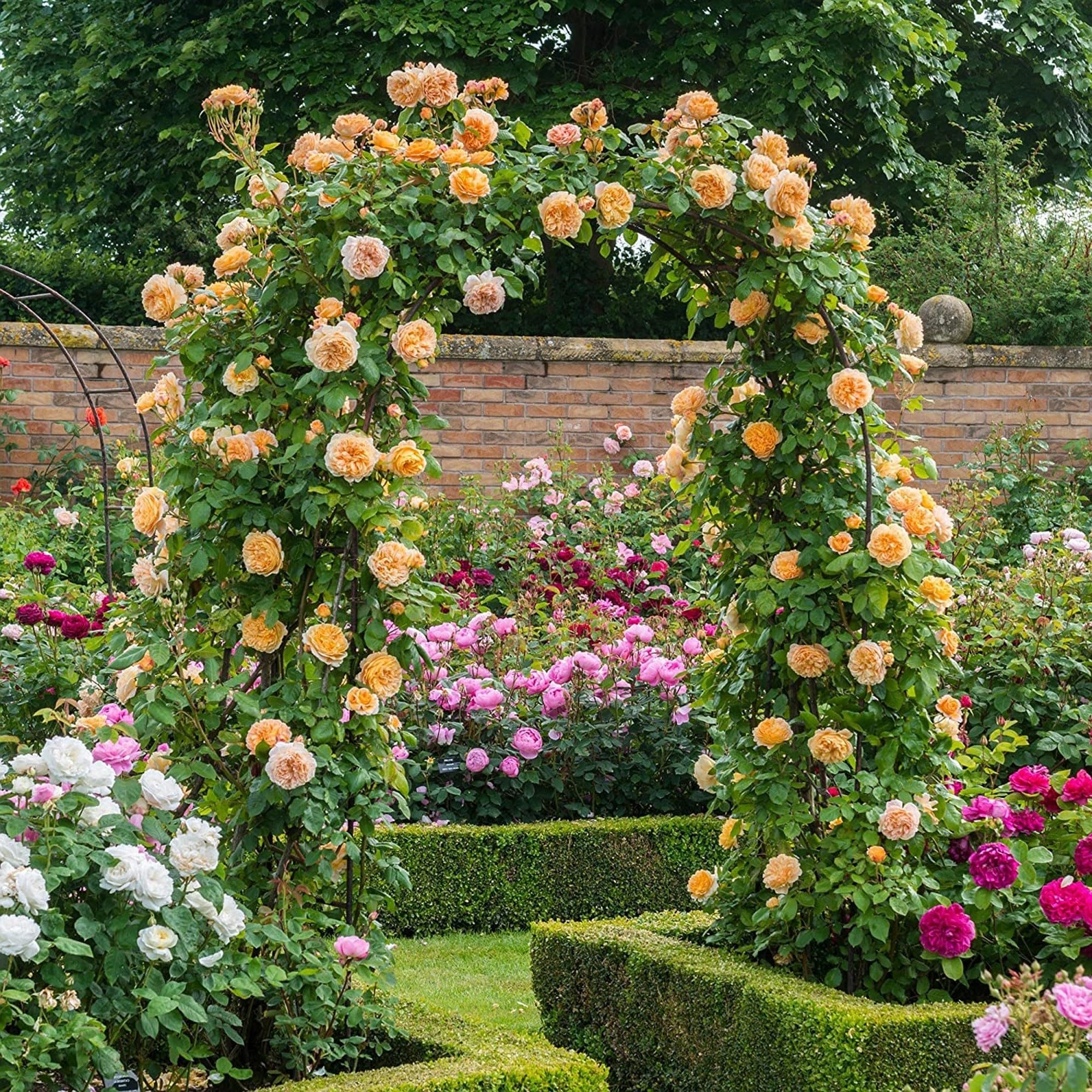 Guruji Plantation Climbing Rose Live Plant – Fast-Growing Vine Rose for Vertical Garden, Arches & Fences | Flowering Creeper Rose in Grow Bag (Yellow)