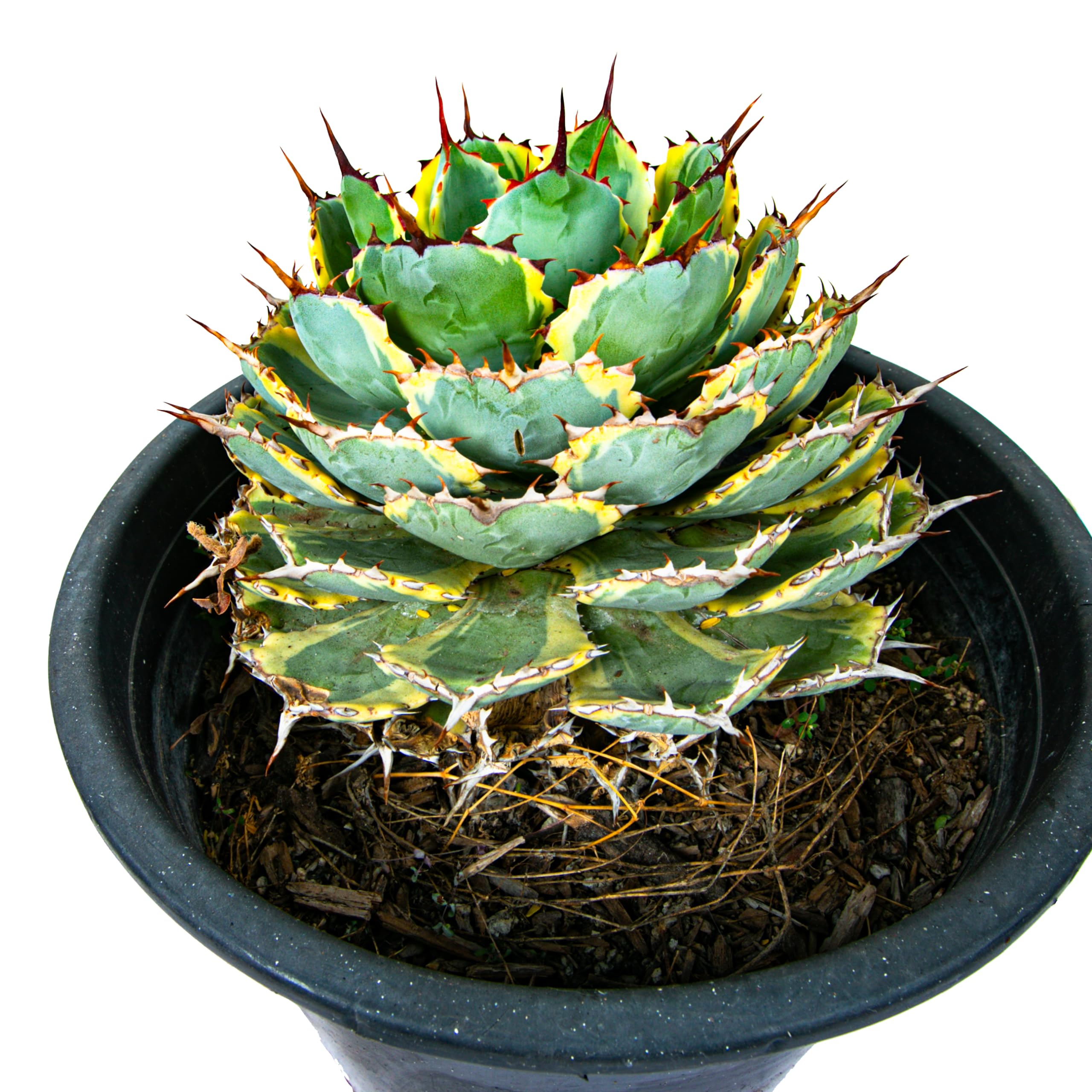 Amazon.com : The Cactus Outlet Agave Potatorum Kichiokan Marginata : Patio,  Lawn & Garden