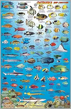 Okinawa Japan Dive Map & Reef Creatures Guide Franko Maps