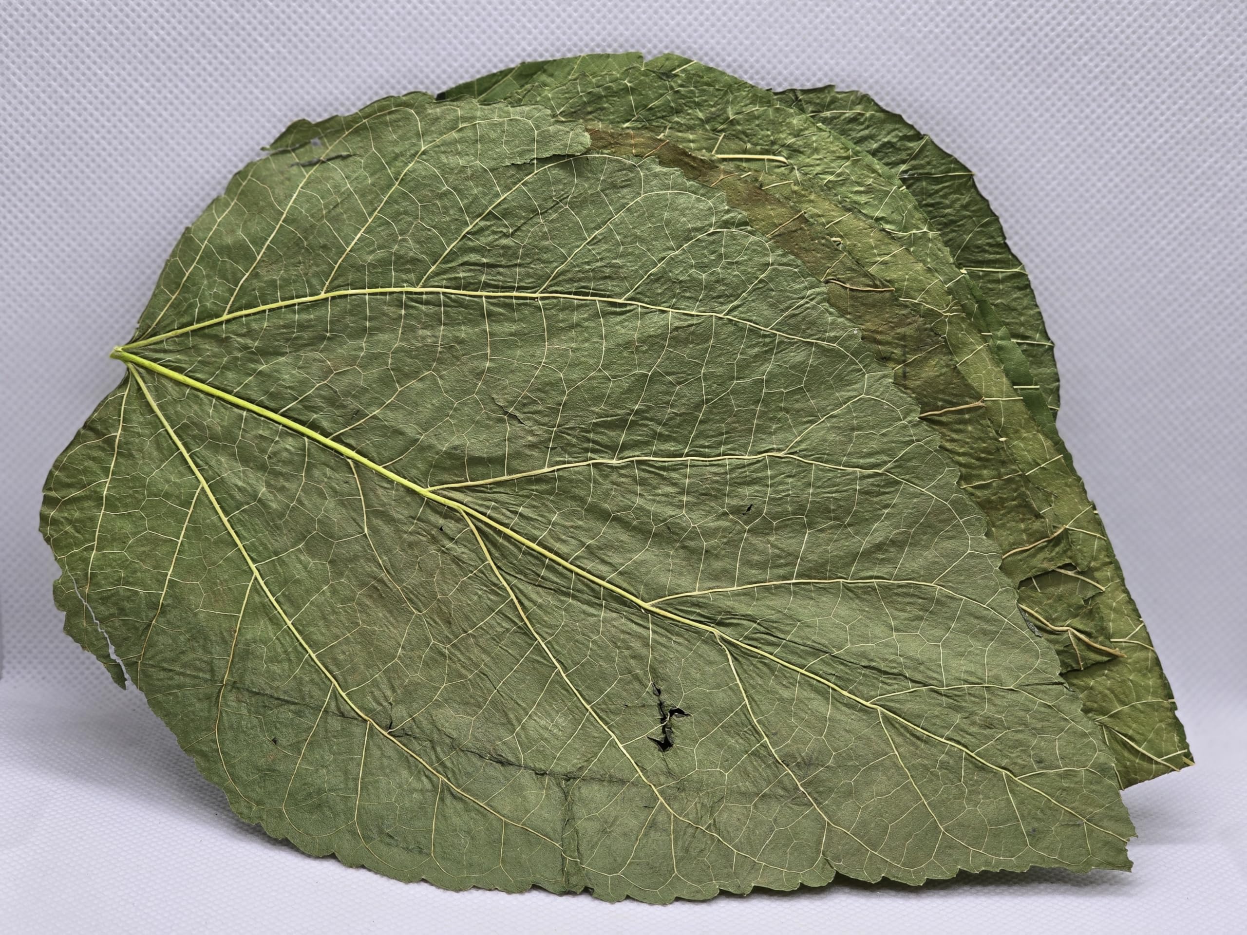 Shrimpland Mulberry Leaves | 25pcs - Shrimp Leaves, Supplementary food for freshwater shrimp
