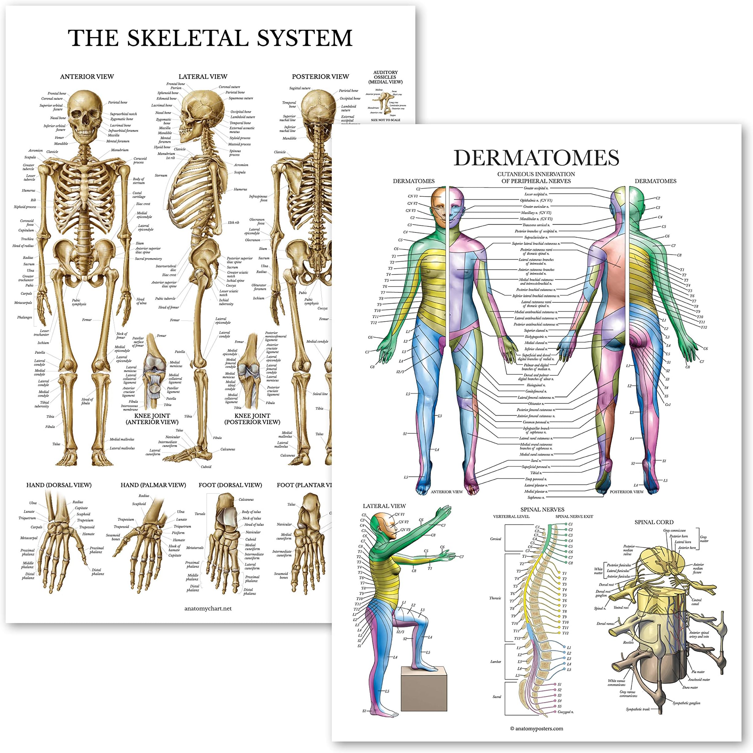 2 Pack - Skeletal System Anatomical Poster + Dermatomes & Nervous System Anatomy Chart - Laminated