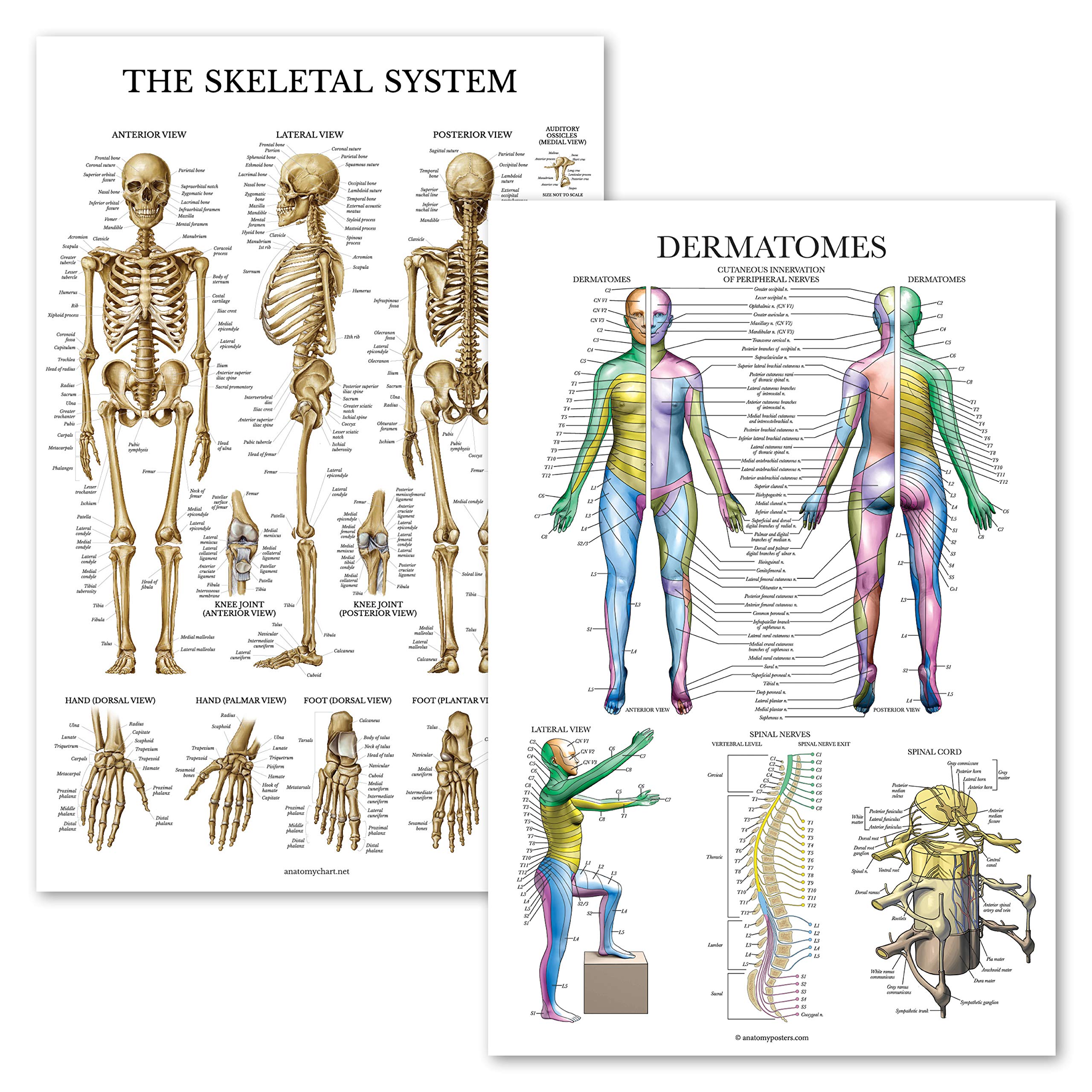 2 Pack - Skeletal System Anatomical Poster + Dermatomes & Nervous System Anatomy Chart - Laminated