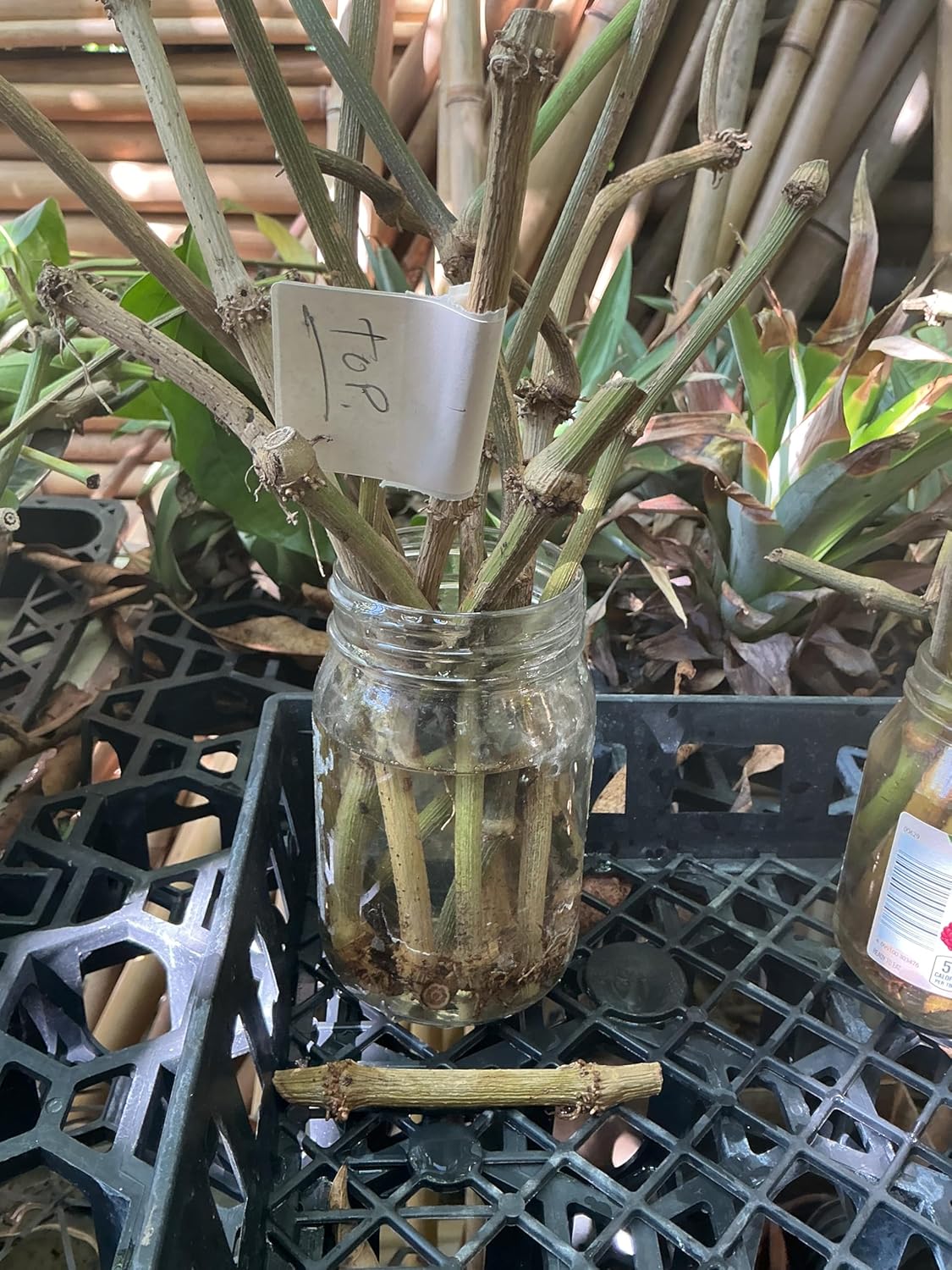Fresh Piper Betel Vine Plant Cuttings, Live Betel Leaf Stems for Growing
