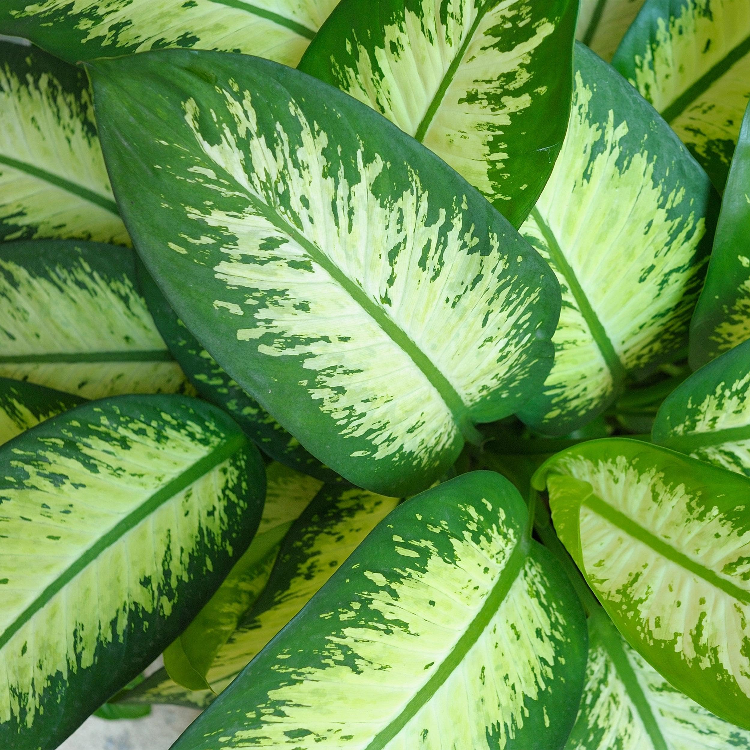 Diefenbachia Tropic Snow - Dieffenbachia - Pflegeleicht - Grün - mit Potter White - 90-100cm - Ø21cm - Zimmerpflanze - Komplettes Set - Pflanze mit Topf
