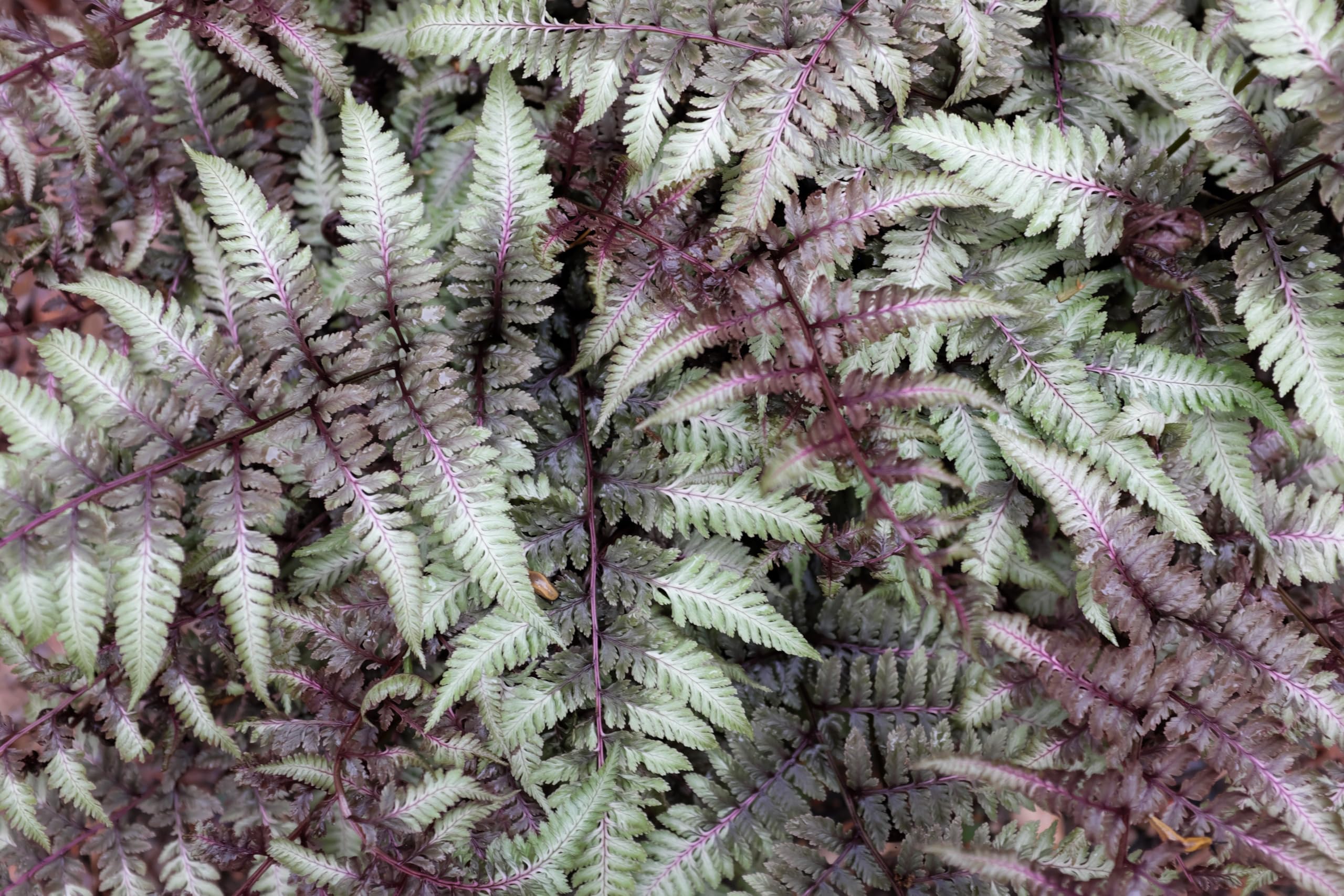 Stauden Gänge 3 x Athyrium niponicum 'Burgundy Lace' im 1 Liter Topf (Farn/Winterhart/Mehrjährig/Staude/Stauden) Japanischer Regenbogenfarn - Farbenspiel aus Burgunderrot und Silber