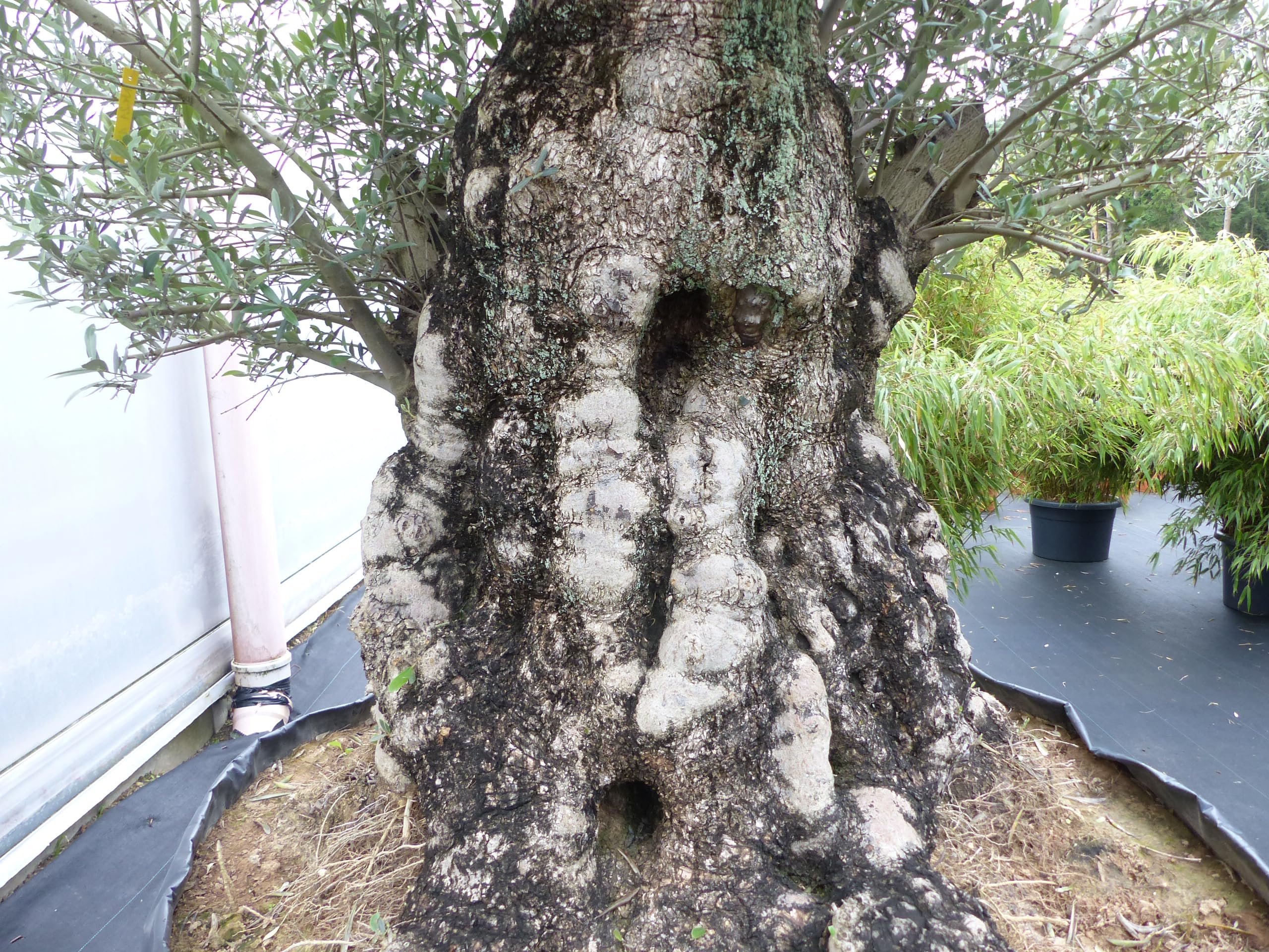 gruenwaren jakubik Olivenbaum R5 Olive 250 cm hoch, Olea Europaea im  Pflanzsack alt urig knorrig winterhart : Amazon.de: Garten