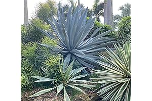 Century Plant, Super Blue Agave Americana