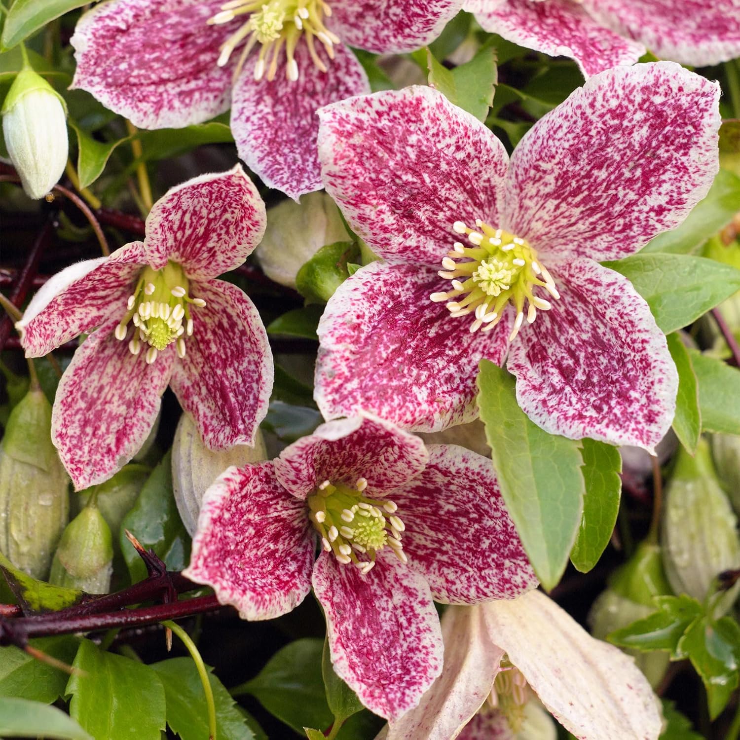 Clematis Freckles Winter Flowering Climbing Plant Outdoor Evergreen