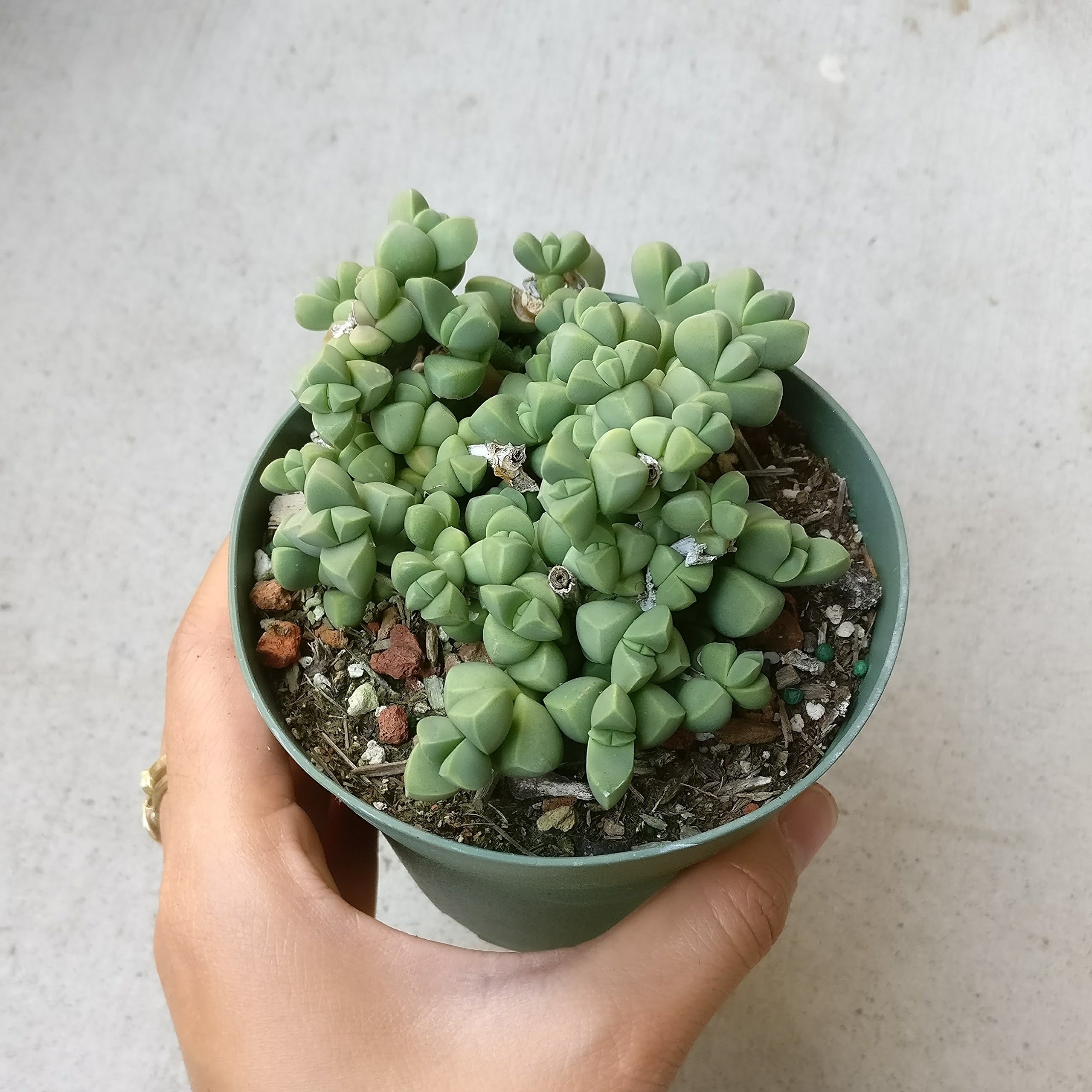 Amazon Com Corpuscularia Lehmannii Ice Plant Astridia Velutina Brocade 4 Inch Patio Lawn Garden