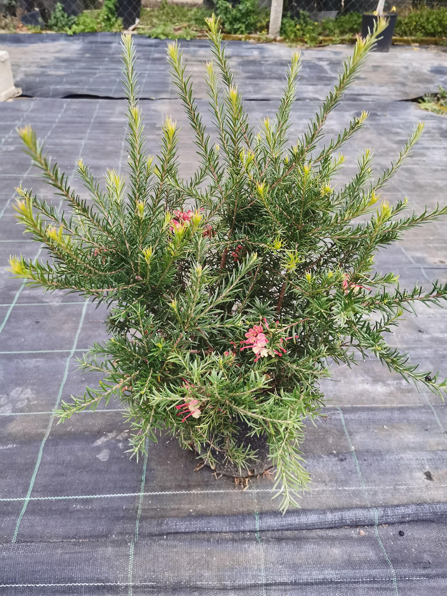 Grevillea rosmarinifolia, Piante per bordure e cespugli fioriti, vs18, grevillea