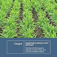 Vista 3 de Eclectic Herb - Cápsulas de jengibre Antioxidantes para apoyo cardíaco y salud digestiva Suplemento de hierbas Cultivado en Estados Unidos