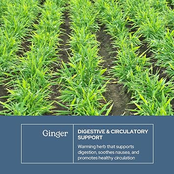 Eclectic Herb - Organic Ginger Capsules | Antioxidants for Heart Support & Digestive Health | Herbal Supplement | US-Grown, Vegan, Non-GMO, Gluten Free (90 CT | 395 mg)
