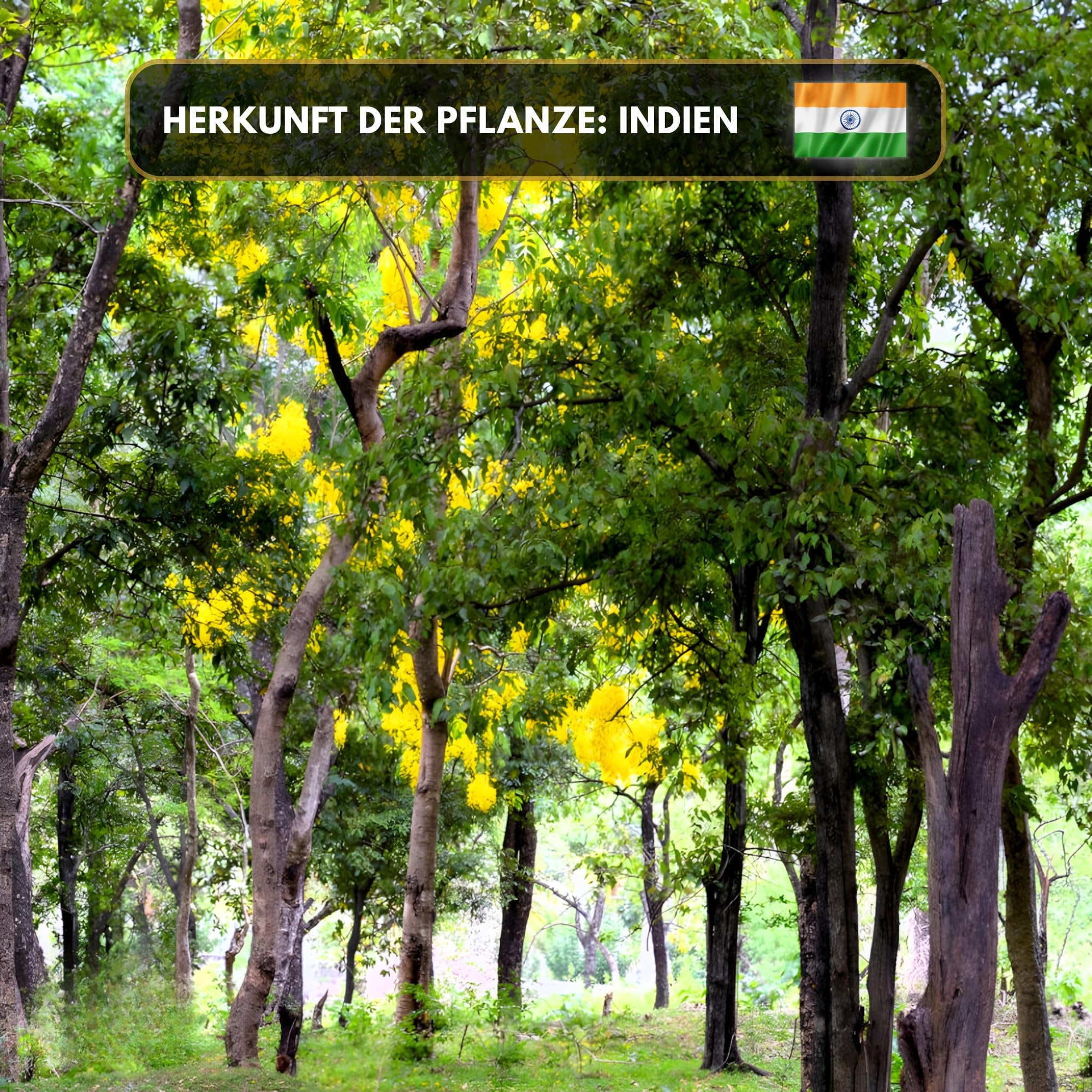 Premium reines natürliches Sandelholzöl – 100 % pures ätherisches Öl, BIO, organisch – zur Herstellung ätherischer Öle, Kerzen, Seifen, DIY – Sandalwood Essence 1L, Aromaholik