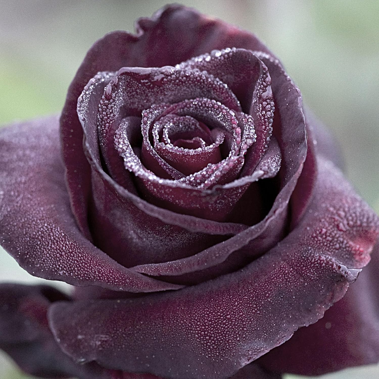 Black Baccara Rose, Deep Burgundy Black Flowers Hybrid Tea, 1.5 Gallon Potted Live Plant, Stargazer Perennials