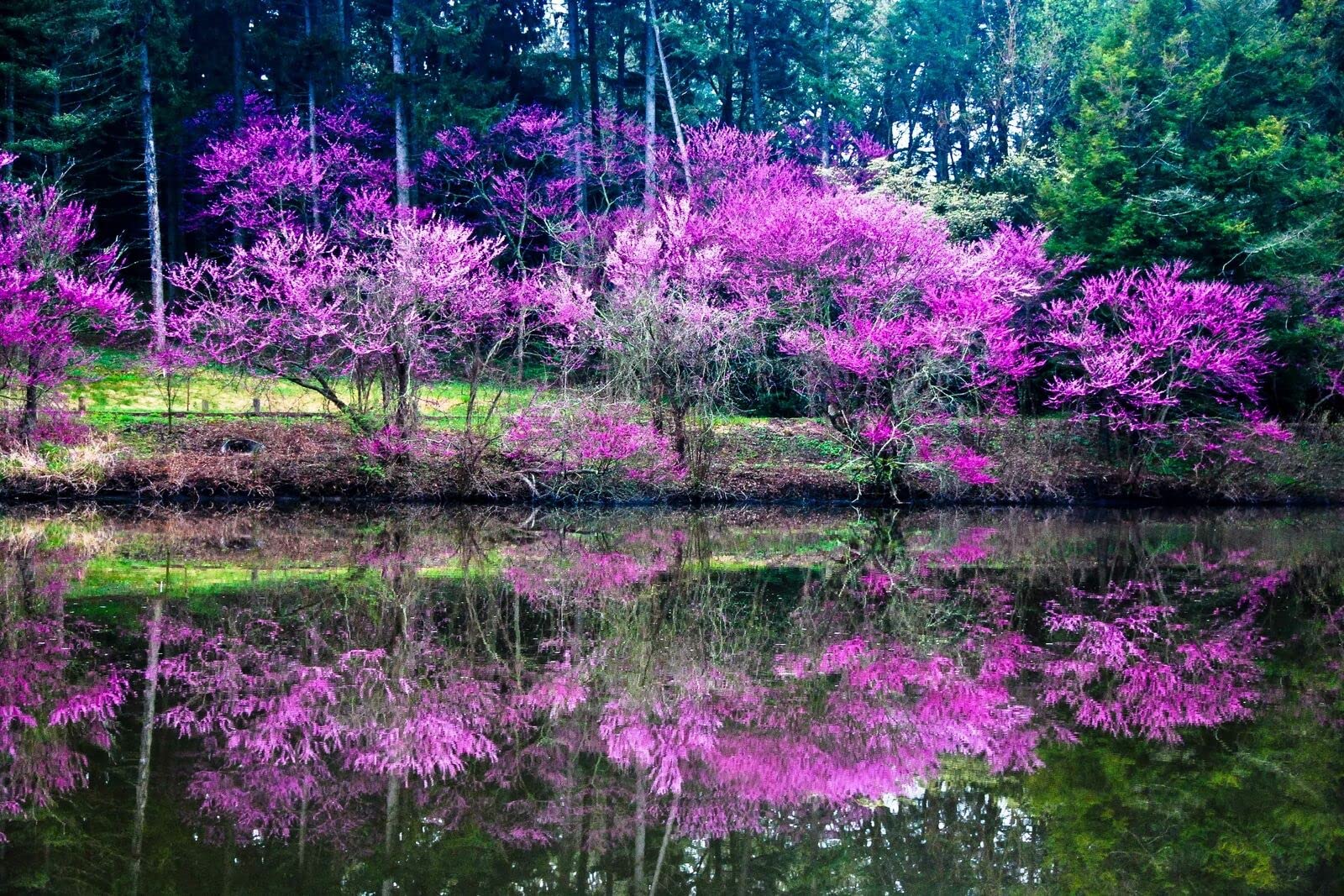 Eastern Redbud Tree - 18-24" Tall Seedling - Quart Pot - Live Plant - Cercis Canadensis