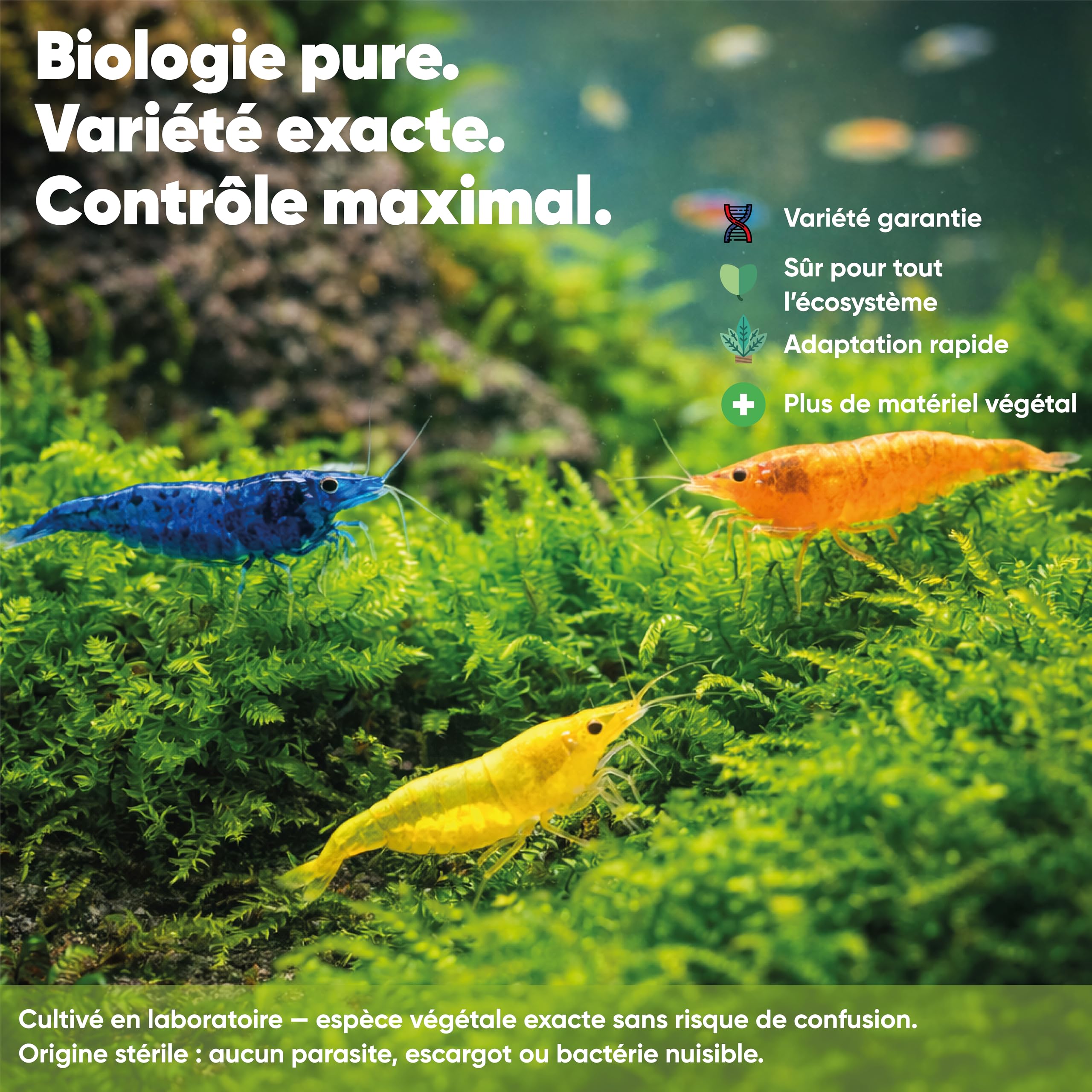 AquaBreedingSkill Taxiphyllum sp. in vitro – plante aquarium vivante, mousse d’aquarium sans parasites, idéale aquascaping et nano aquarium (Taiwan 2 pcs)