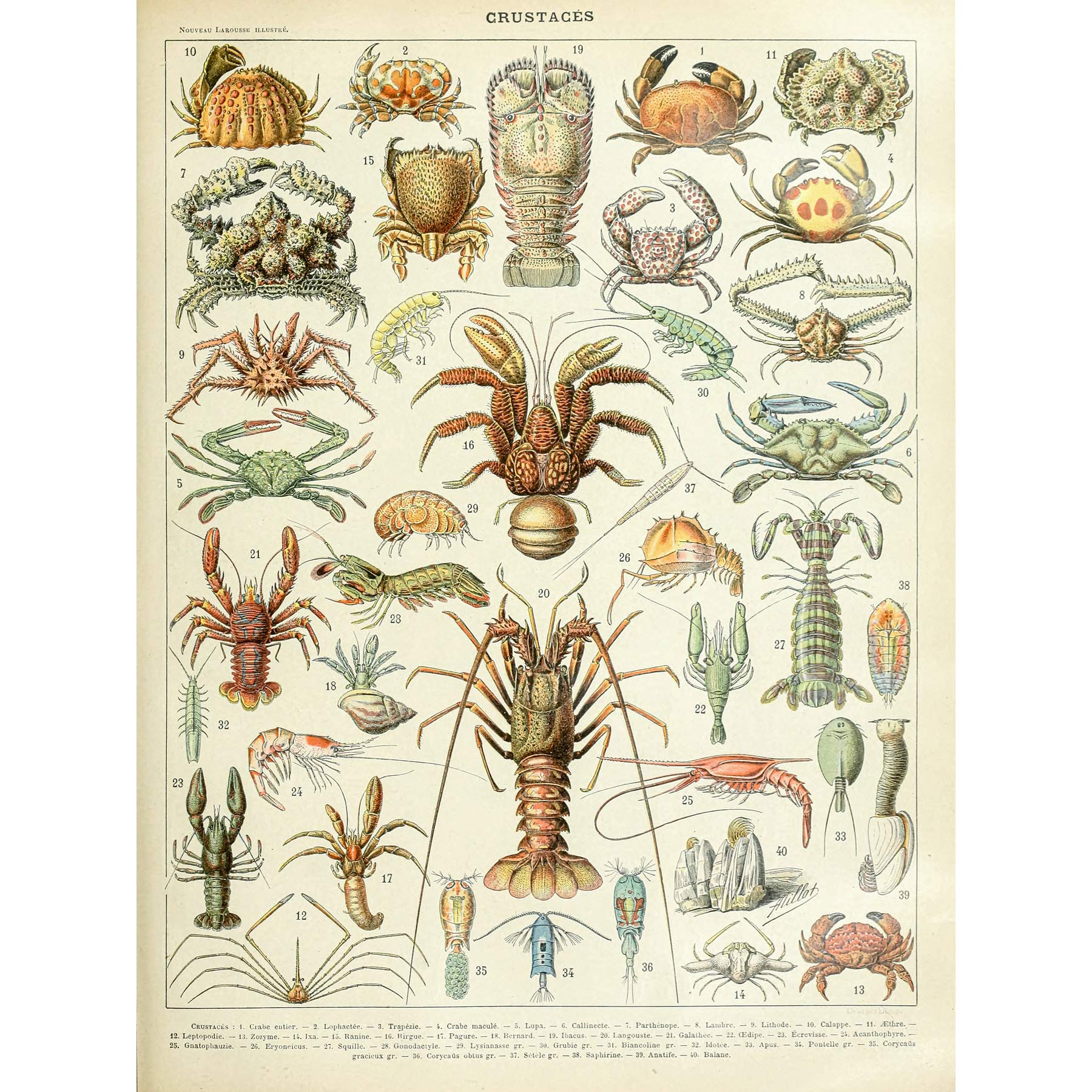 Artery8 Millot Encyclopedia Page Crustaceans Lobster Premium Wall Art Canvas Print 18X24 Inch