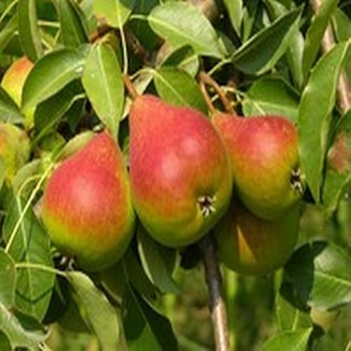 Kir Royale Cocktail - //medicalbooks.filipinodoctors.org