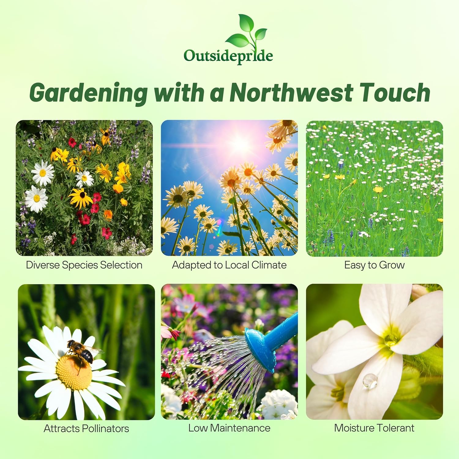 Outsidepride Northwest Wild Flower Seed Mix - 1 lb Premium Blend of Annual & Perennial Wildflower Seeds for Northwestern States - Ideal for Attracting Pollinators, Perfect for Garden Displays