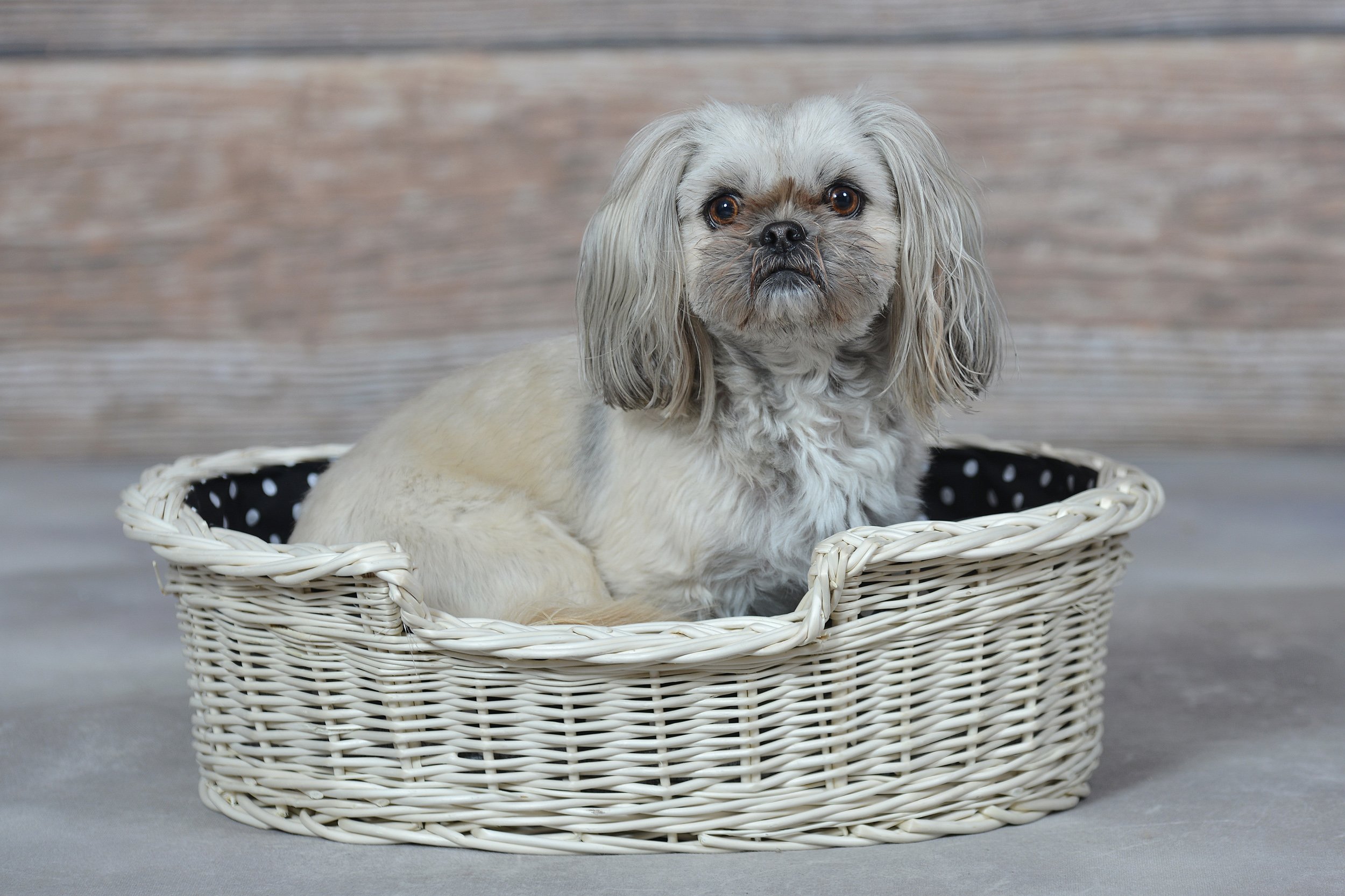 Cojinete de Mimbre para un Perro/Gato con un cojín Suave, una Tumbona para Animales, almacenes de Gatos/Perros, Cama para Perros/Cama para Gatos
