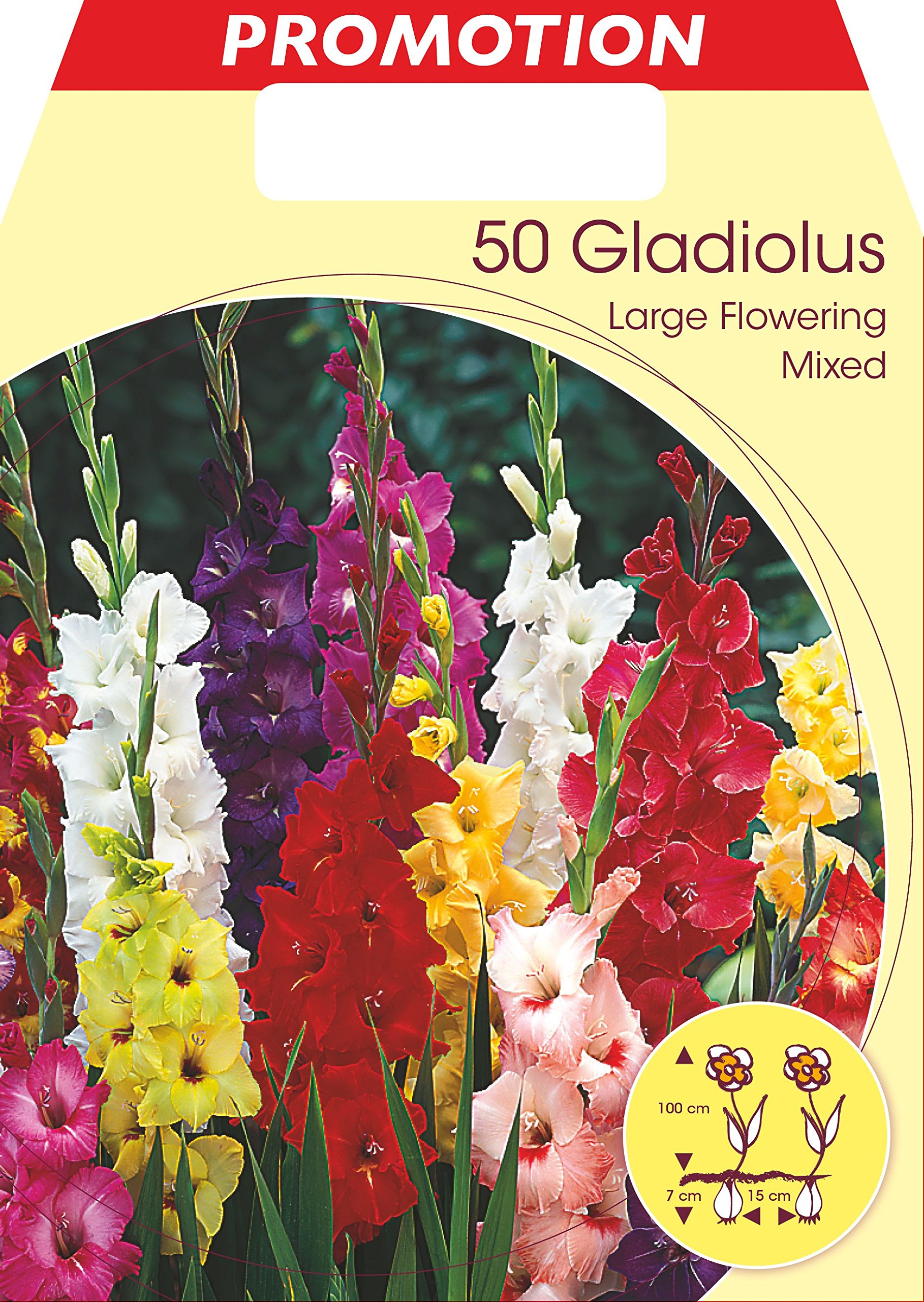 10 Bulbi Gladioli MIX - Fiori Da Piantare, Colori Vari, Per Giardino O Vaso - Foto 3