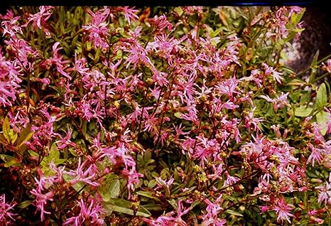 Image Lychnis flos-cuculi (Nana) - Marginal Pond Plants - Pond Plants - Water Plants-None-9 cm Image Lychnis flos-cuculi (Nana) - Marginal Pond Plants - Pond Plants - Water Plants-None-9 cm