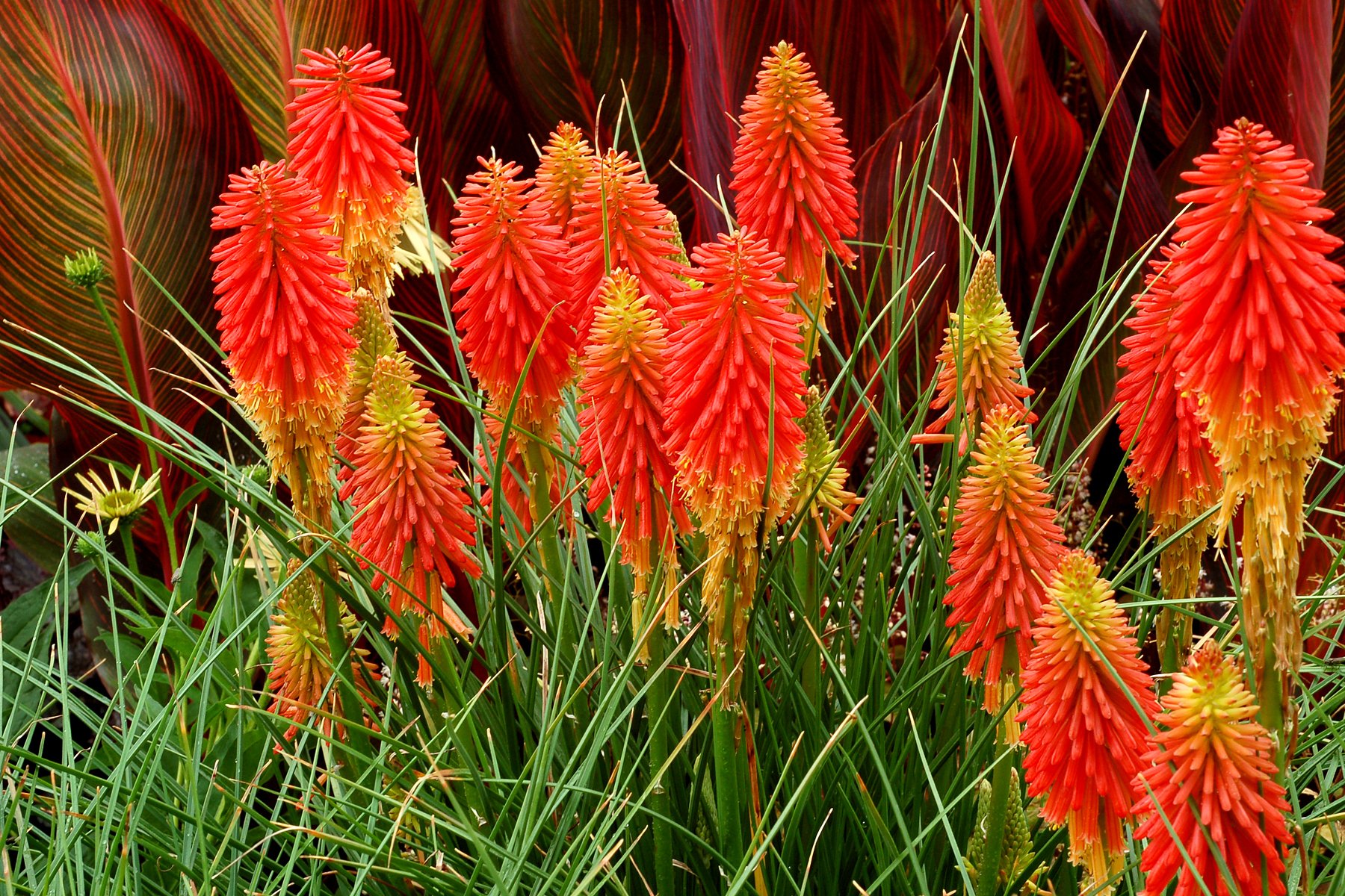 Stauden Gänge 5 x Kniphofia 'Papaya Popsicle' Fackellilie winterhart | Fackellilie – winterharte Staude & Dauerblüher für sonnige Beete, mehrjährig, bienenfreundlich, 1 L Topf (11x11 cm)