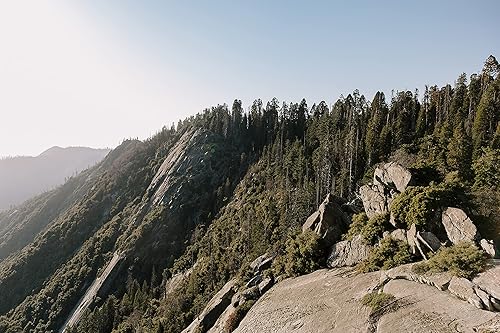 Miniatura 2 de Coníferas de Sierra Nevada | Colección de 5 plántulas de árboles vivos | The Jonsteen Company