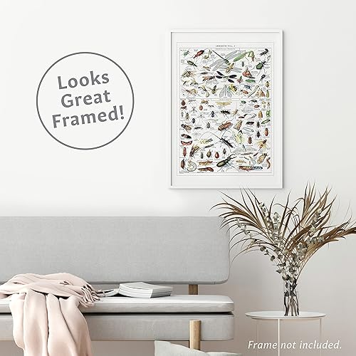 Miniatura 7 de Palace Learning Póster vintage de insectos, gráfico de referencia de identificación de entomología, volumen 1 y 2 (laminado, 18 x 24 pulgadas)