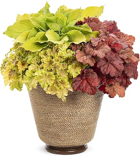 Miniatura 7 de Proven Winners HEUPWP2127800 Dolce Apple Twist Coral Bells Planta viva, 4.5 pulgadas. Cuarto, follaje verde brillante.