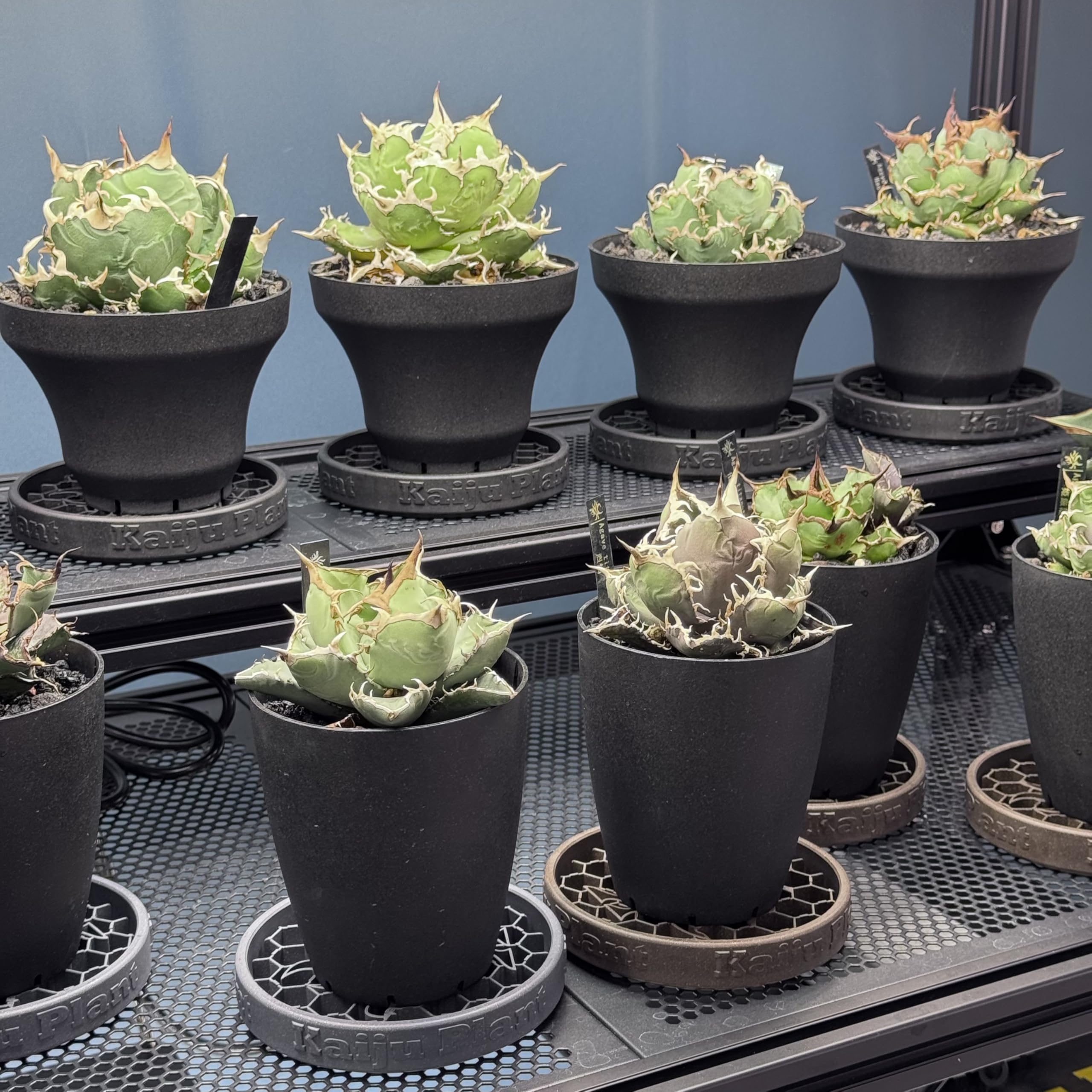 backside works goreplnatseoul プラ鉢 植木鉢 鉢 黒プラ鉢（S） | 杜若園芸WEBショップ｜水草の生産販売【通販ショップ】