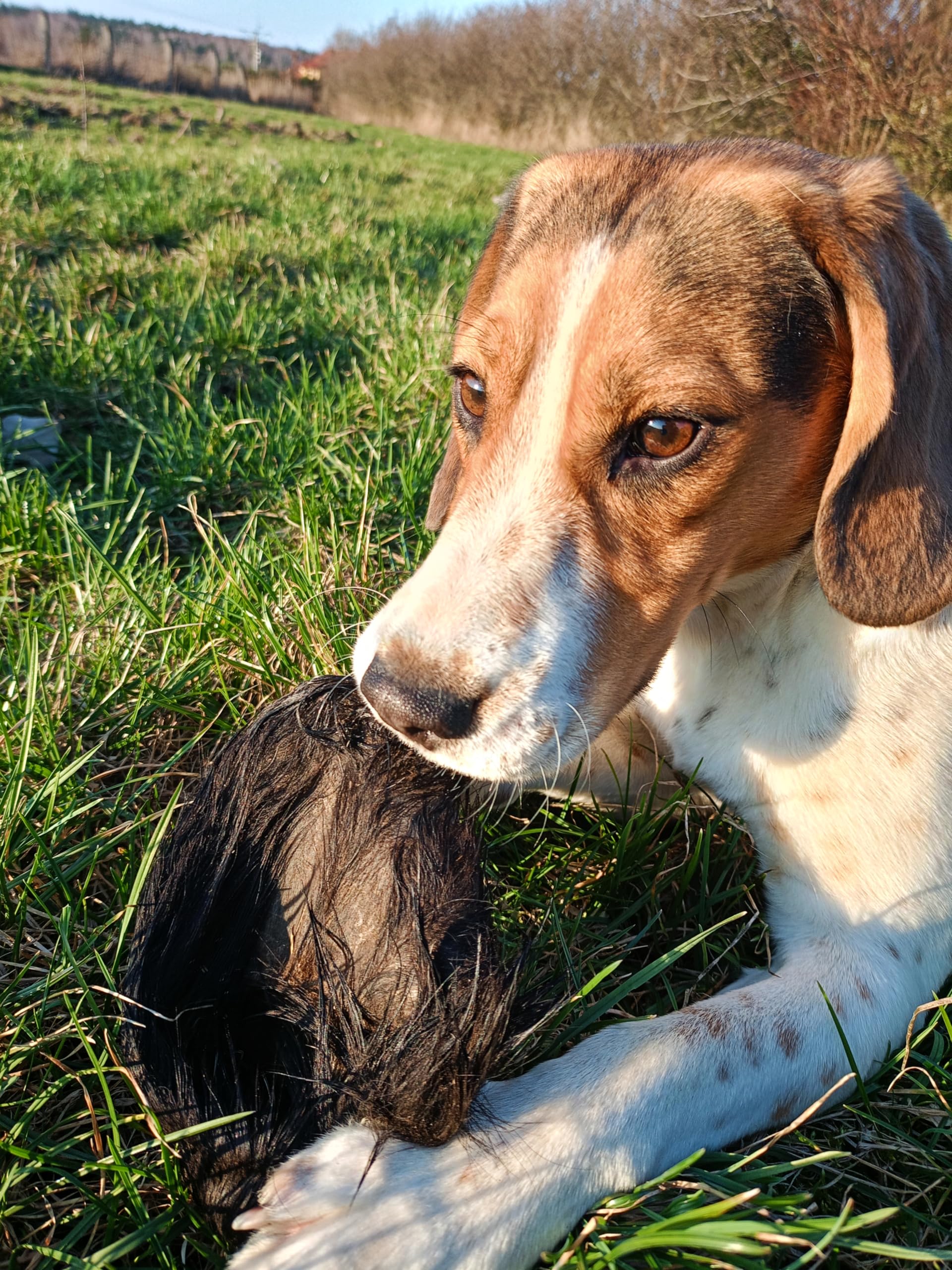 Premium - Orecchie di bovino per cani – XXL – orecchie di manzo con pelliccia – orecchie di bovino come cuoio capelluto di bovino – articolo da masticare – Lucze Premium per cani (20 pezzi)