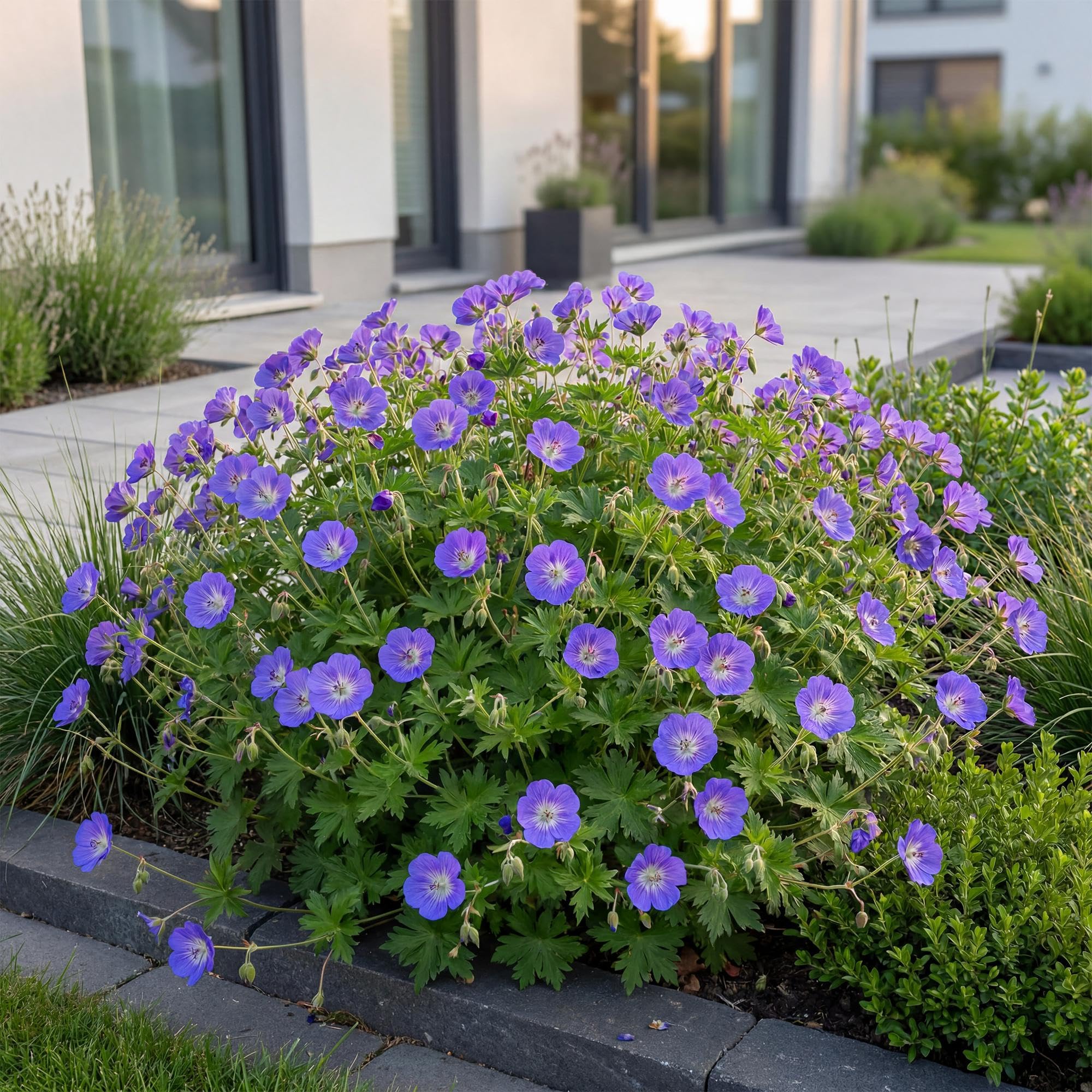 Geranio 'Rozanne' Planta Perenne Tapizante, Azul, 1 Planta, Maceta 11cm