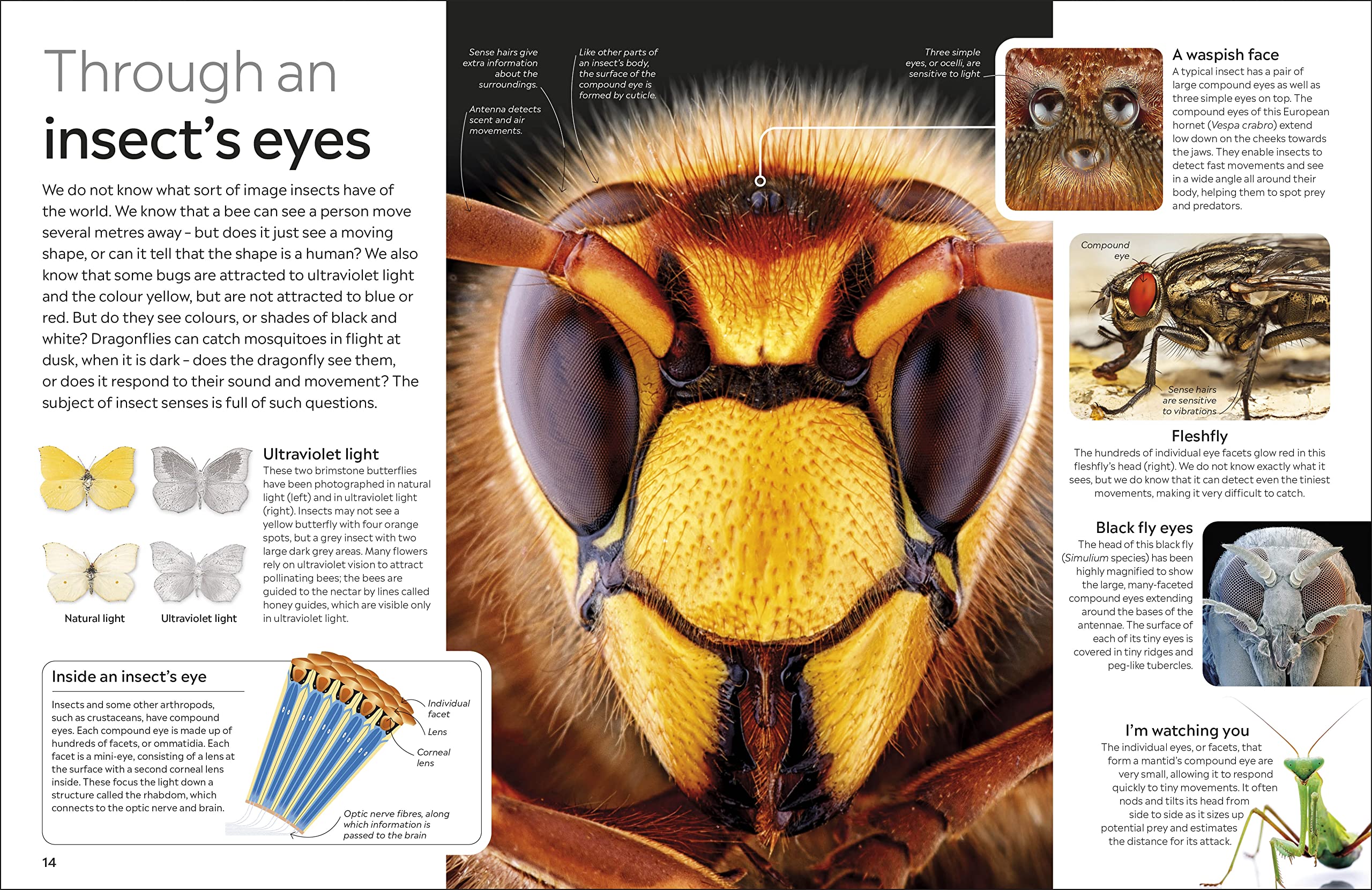 Insect: DK Eyewitness