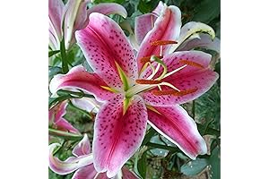 Blooming Beauties: Enchanting Pink Stargazer Lily Bulbs