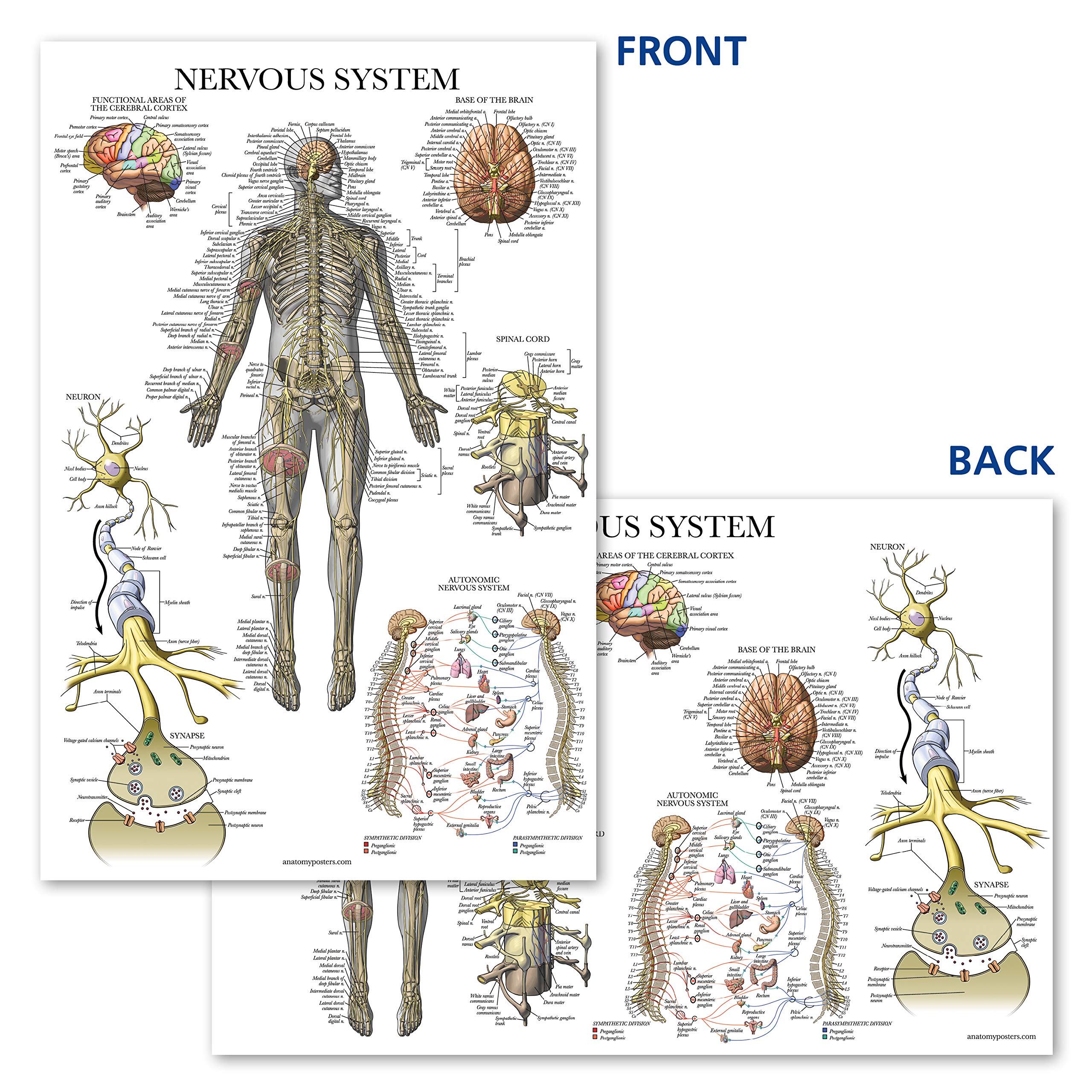 Nervous System Anatomy Poster - Laminated - Autonomic Nervous System ...
